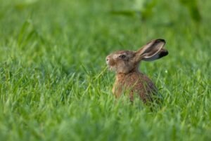 Why are rabbits surrendered to shelters?