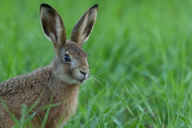 How can I create a safe and comfortable environment for a rescued rabbit at home?