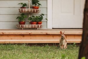 Why do some rescued rabbits exhibit aggressive behavior?